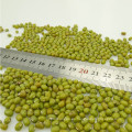 Brotes verdes de frijol mungo con alta calidad, cosecha 2012